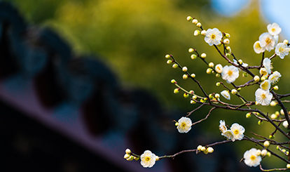 今日立春----愿春暖花開 百病去除